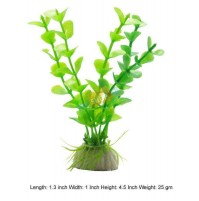 Ambulia Plant Mini